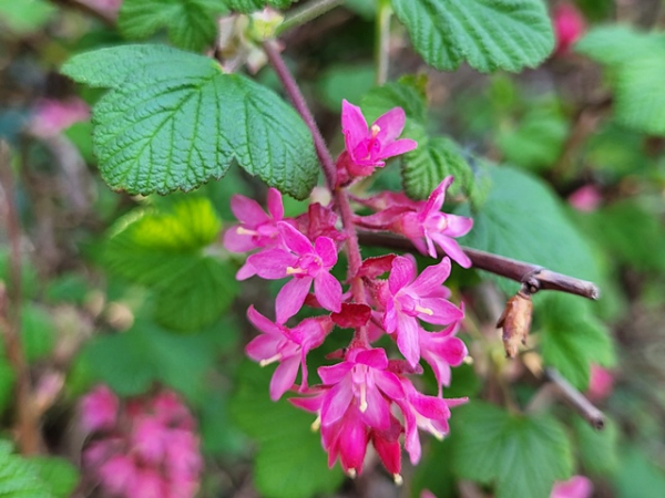 Blätter laub Ribes sanguineum King Edward 7 zierblutjohannisbeere